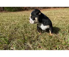 AKC registered English Bulldog puppy available for sale - 5