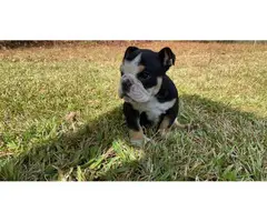 AKC registered English Bulldog puppy available for sale - 7