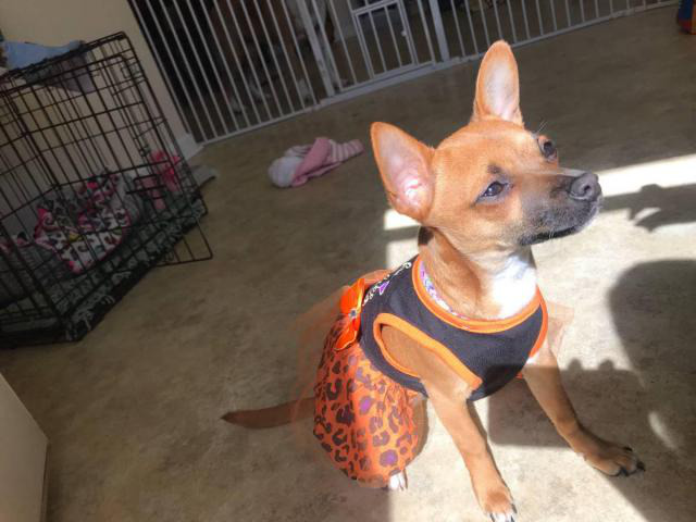 Sweet 10 months old Chihuahua puppy in Hagerstown ...