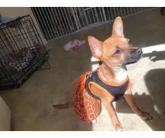 Sweet 10 months old Chihuahua puppy