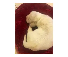 4 AKC basset hound puppies - 2