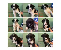 9 Border Heeler Puppies for sale