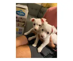 2 male chihuahua puppies for sale - 1