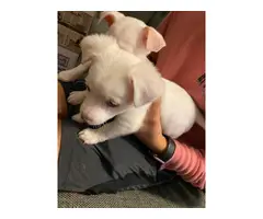 2 male chihuahua puppies for sale - 2