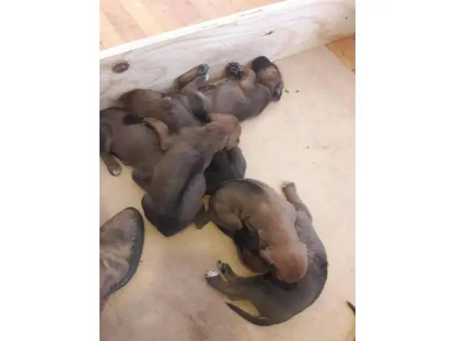 Akc Ridgeback puppies for sale - 2/6