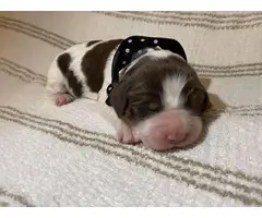 4 English Springer spaniel puppies available - 2