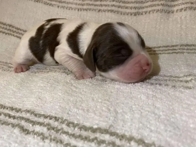 4 English Springer spaniel puppies available - 3/4
