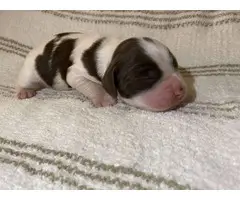 4 English Springer spaniel puppies available - 3