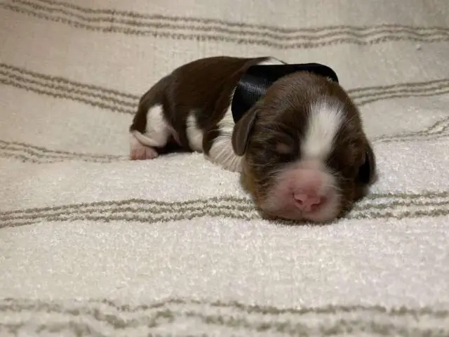 4 English Springer spaniel puppies available - 4/4