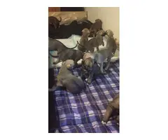3 Beautiful Irish Wolfhound puppies