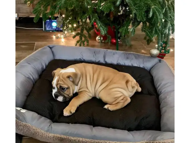 Female English Bulldog puppy for sale.