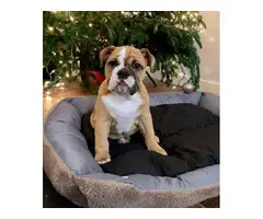 Female English Bulldog puppy for sale. - 3