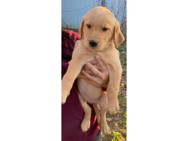 8 Goldador Puppies for sale - 6/7