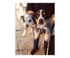 Blue Heeler Pups for sale