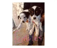 Blue Heeler Pups for sale - 3