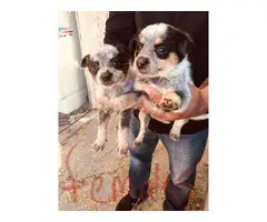 Blue Heeler Pups for sale - 6