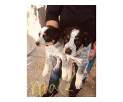 Blue Heeler Pups for sale - 8