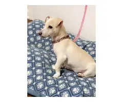 Adorable 4 months old Chiweenie Puppy