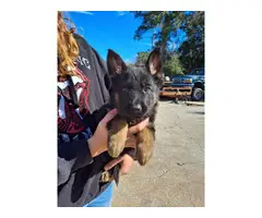 5 AKC German Shepherd puppies for sale - 1