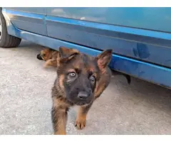 5 AKC German Shepherd puppies for sale - 3