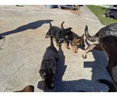 5 AKC German Shepherd puppies for sale - 4