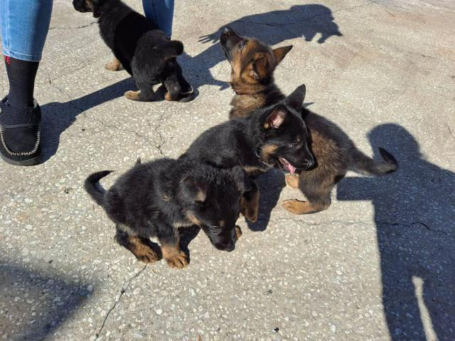 5 AKC German Shepherd puppies for sale in Jacksonville ...