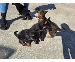 5 AKC German Shepherd puppies for sale - 5