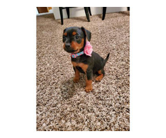 1 cute tiny beautiful Black and Tan male Dorkie Puppy New York City ...