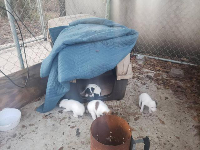 Fullblooded Rat Terrier puppies for adoption Augusta