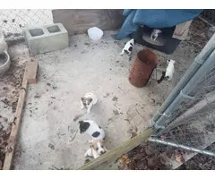 Full-blooded Rat Terrier puppies for adoption - 2