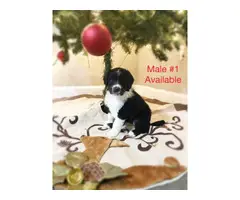 Christmas Puppies For Sale