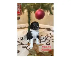 Christmas Puppies For Sale - 2