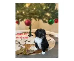 Christmas Puppies For Sale - 3