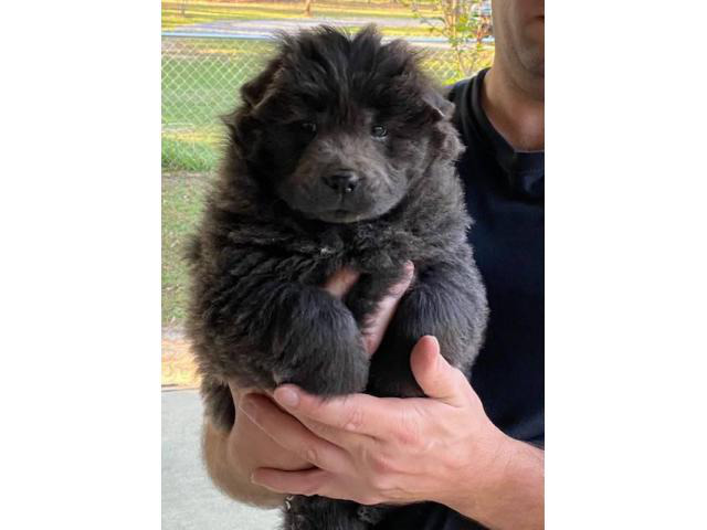 Chow Chow Puppies in Charleston, South Carolina Puppies