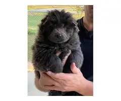 Chow Chow Puppies - 2