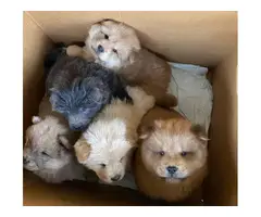 Chow Chow Puppies - 4