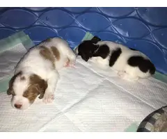 4 AKC registered Brittany puppies for sale