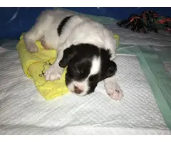4 AKC registered Brittany puppies for sale - 3