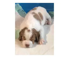 4 AKC registered Brittany puppies for sale - 5