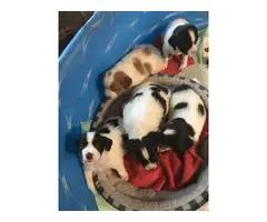 4 AKC registered Brittany puppies for sale - 8