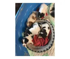 4 AKC registered Brittany puppies for sale - 9