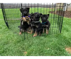 Full AKC German Shepherd Pups