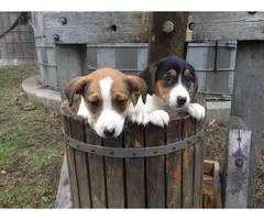 Jack Russell puppies - 3