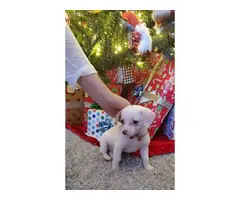 10 weeks old chihuahua female puppy looking for a forever home - 2