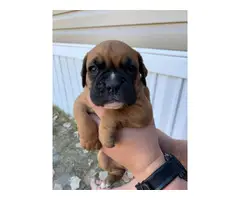 3 males boxer puppy