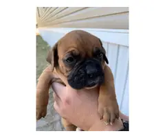 3 males boxer puppy - 2