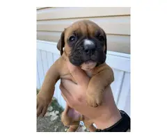 3 males boxer puppy - 3