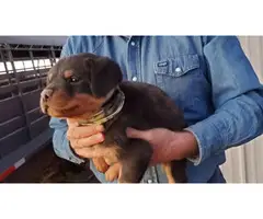5 Rottweiler puppies available