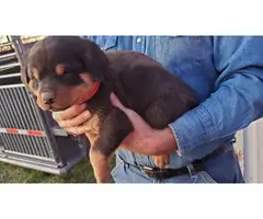 5 Rottweiler puppies available - 2