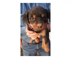 5 Rottweiler puppies available - 3